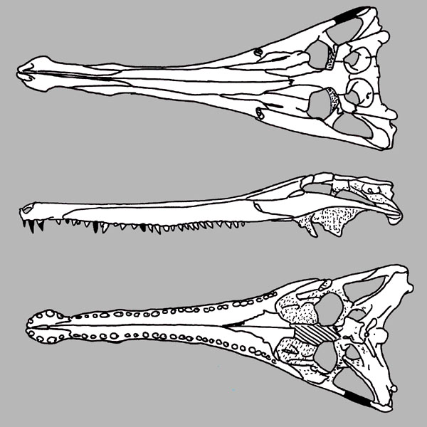 Stolokrosuchus skull