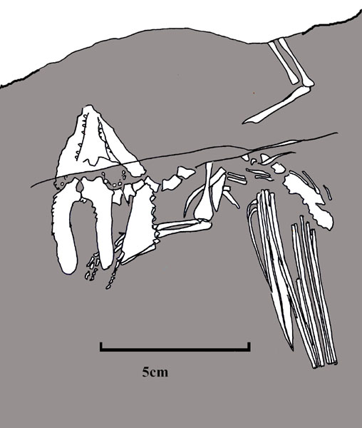 Glaurung schneideri sp. nov., holotype (collected by T. Schneider