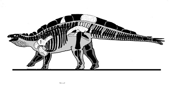 Resultado de imagen de wuerhosaurus skeleton