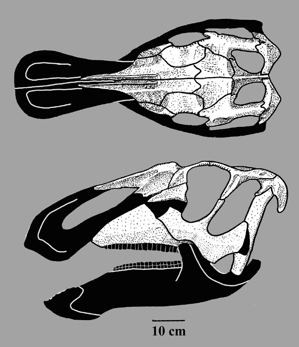 Resultado de imagen de naashoibitosaurus