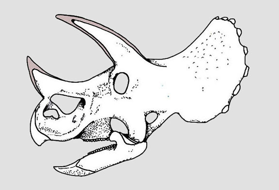 Triceratops Ilium Partial - Lance Fm. - Niobrara County, WY