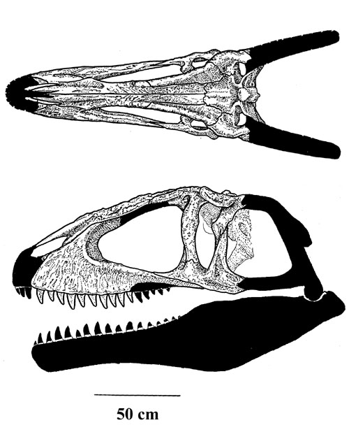 material skull missing the premaxill