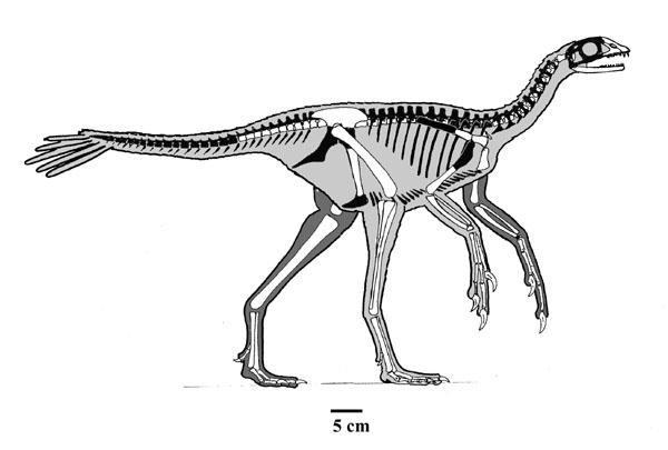 Protarchaeopteryxskelsmall1.jpg