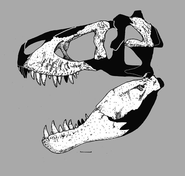 http://www.paleofile.com/imges/Dinosaurs/Theropoda/Tyrannosaurustypeskull.jpg