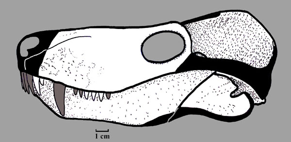 http://www.paleofile.com/imges/Theriodonts/Pristerognathus%20baini%20s.JPG